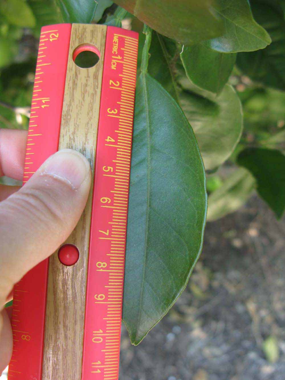              Unifoliolate leaf (Winter Haven, FL)       